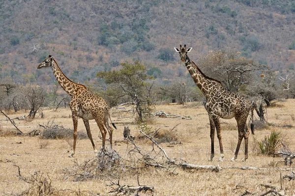 Due giraffe nel cespuglio — Foto Stock