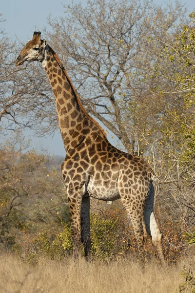 Одинокий жираф — стоковое фото