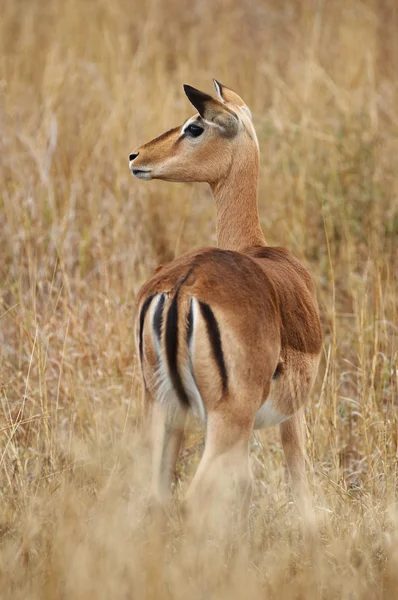 Impala fêmea — Fotografia de Stock