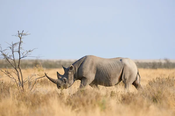 Black rhino walking — Stock Photo, Image