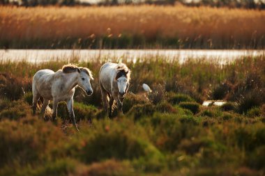 camargue iki at