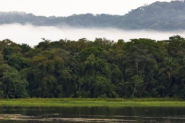Panama'da yağmur ormanları