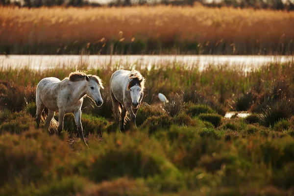 Dva koně z camargue — Stock fotografie