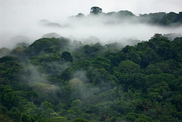 Awan dan hutan di Panama — Stok Foto