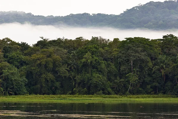 Regenwald in Panama — Stockfoto