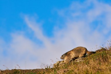 Avrupa Dağ sıçanı