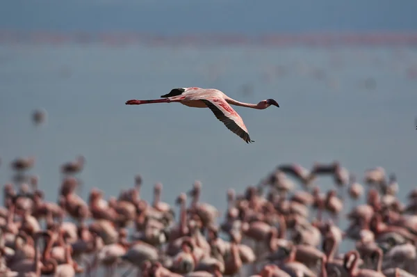 Mindere flamingo — Stockfoto