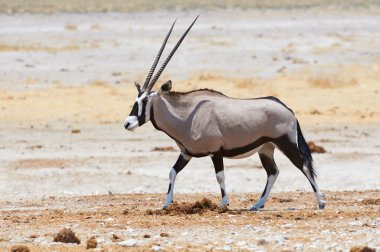 oryx savannah içinde yürüyüş