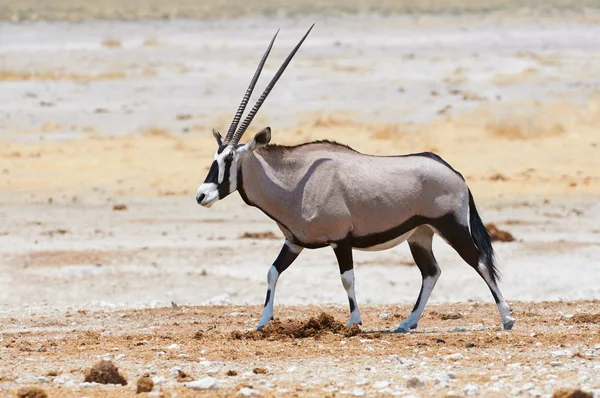 Oryx savannah içinde yürüyüş — Stok fotoğraf