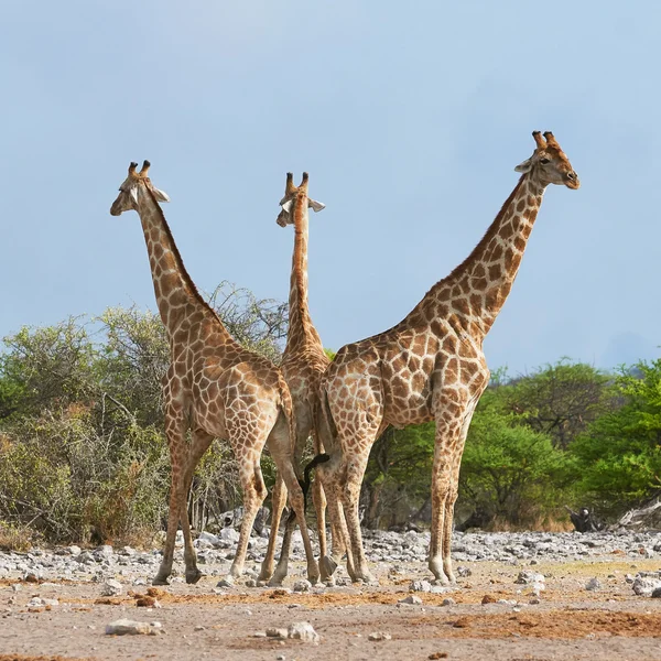 Etosha 국립 공원에서 세 기린 — 스톡 사진