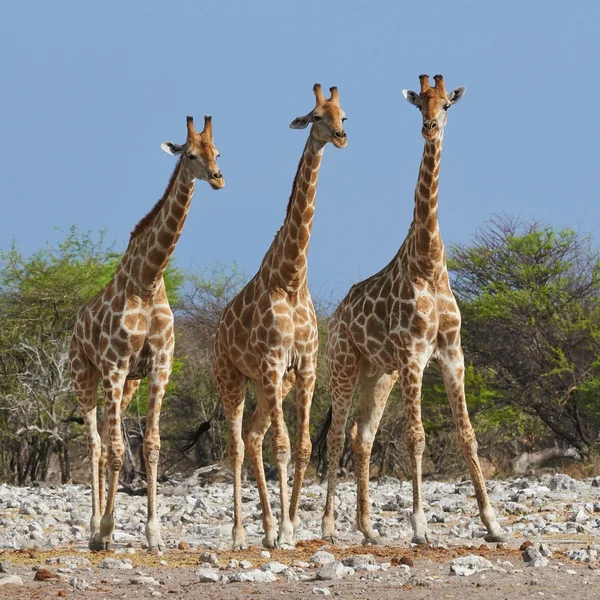 エトーシャ国立公園内の 3 つのキリン — ストック写真