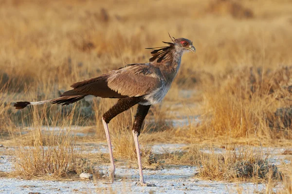 Secretaris vogels — Stockfoto