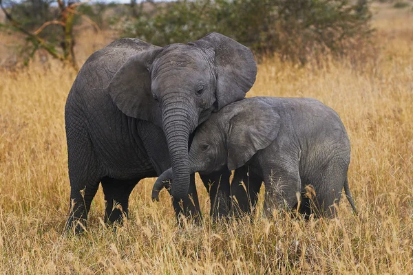 Elephant brothers — Stock Photo, Image