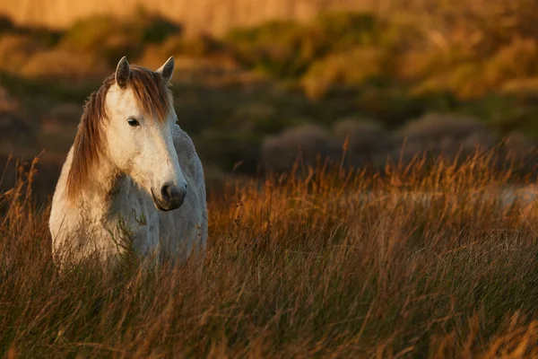 Caballo blanco de Camargue — Foto de Stock