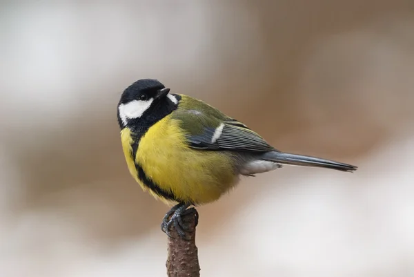 Macho Great Tit encaramado en una rama —  Fotos de Stock