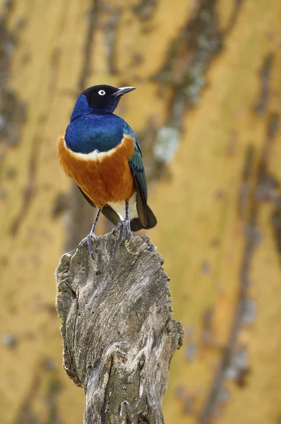 Driekleurige glansspreeuw, Afrikaanse en gekleurde vogel — Stockfoto