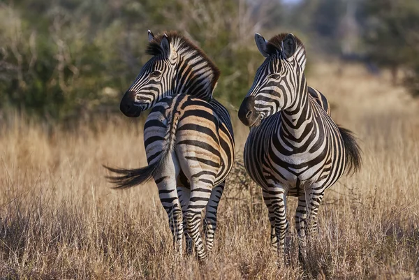 Duas zebras na savana africana — Fotografia de Stock