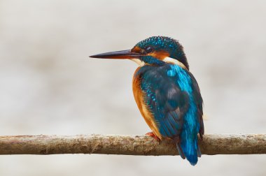 bir dal üzerinde tünemiş renkli arası kingfisher