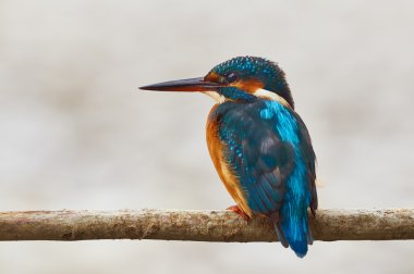 colorful kingfisher perched on a branch clipart