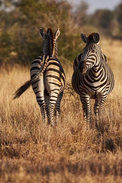 Duas zebras na savana africana verticalmente — Fotografia de Stock