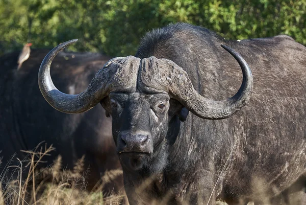 Retrato de búfalo africano — Fotografia de Stock