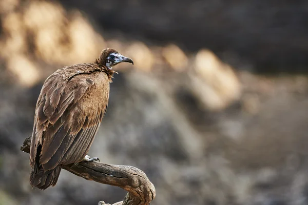 Hooded vulture perched on a branch — Stock Photo, Image