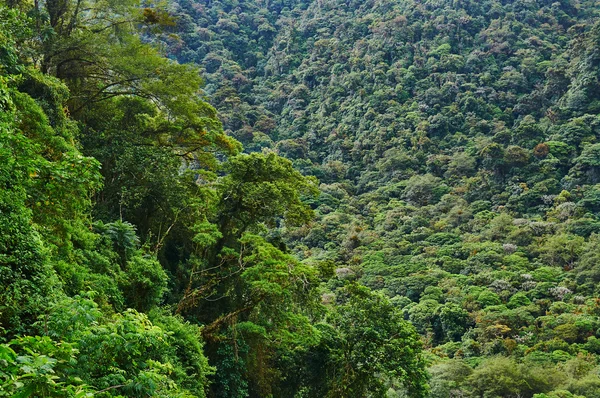 Regenwald in Mittelamerika — Stockfoto