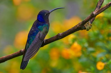 Violet sabrewing male perched on a branch clipart