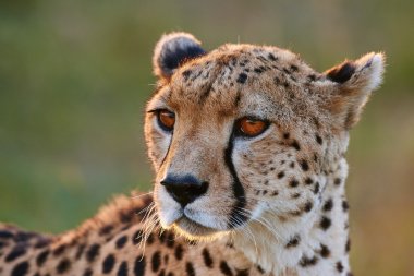 Cheetah portrait clipart