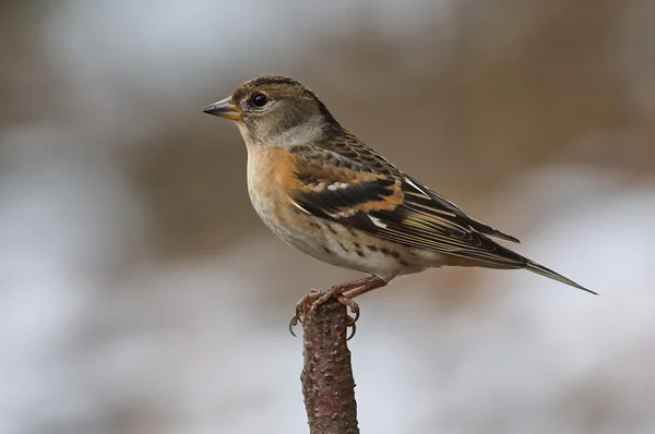 Brambling fêmea empoleirado em um ramo — Fotografia de Stock