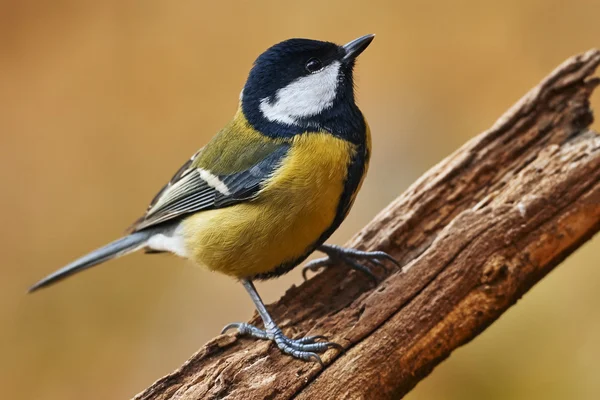 Portrait of a great tit on a branch — Stock Photo, Image
