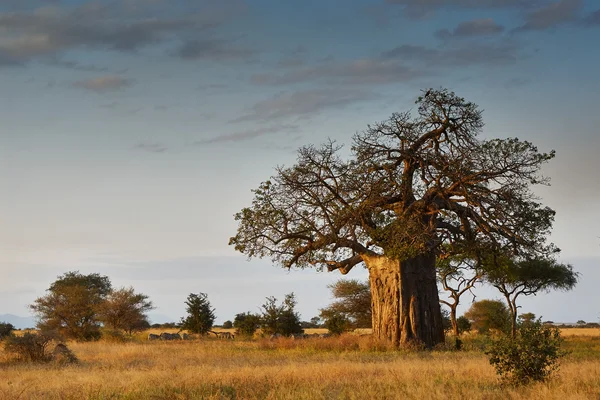 Paisaje africano —  Fotos de Stock