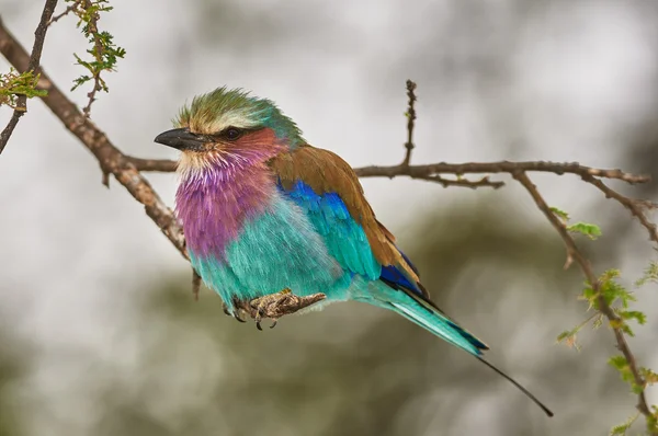 Lila breasted roller uppflugna på en gren — Stockfoto