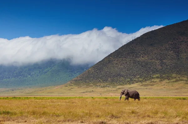 Elefante macho grande caminando en la sabana — Foto de Stock
