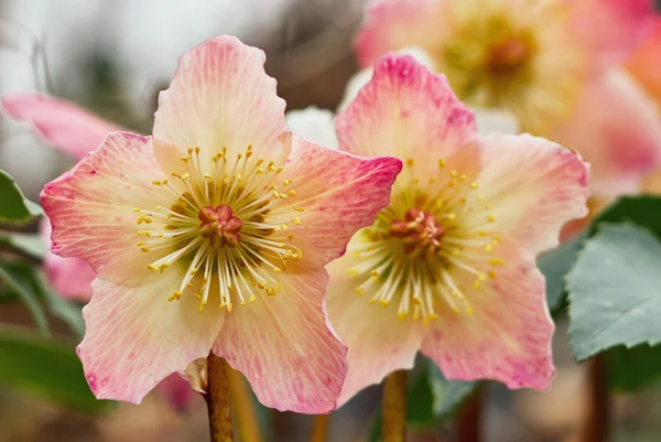 Hellebores veelkleurige — Stockfoto