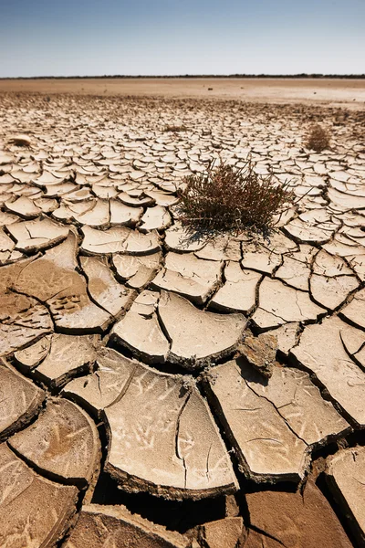 干旱的土地 — 图库照片