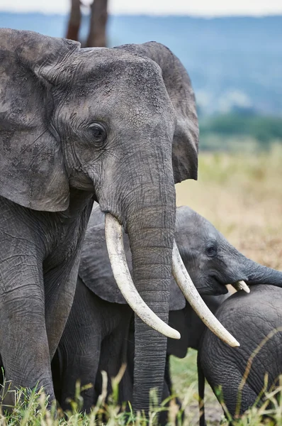 Elefante africano —  Fotos de Stock