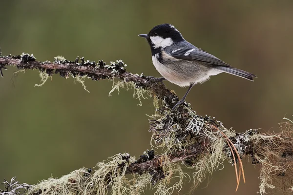 Zwarte mees in de winter — Stockfoto