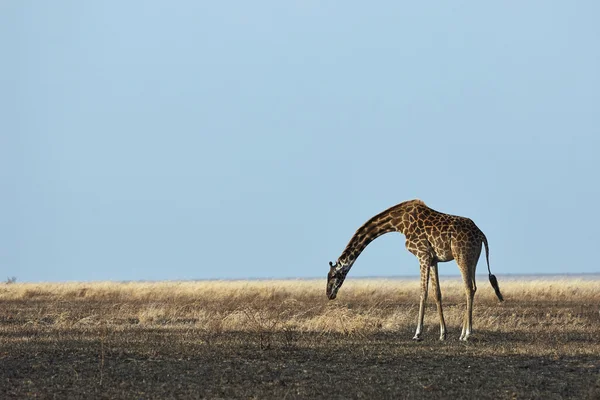 Žirafa v savaně — Stock fotografie