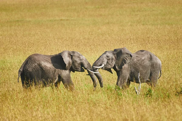 Fight between two male elephants — Stock Photo, Image