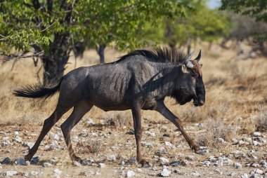çalışan wildebeest