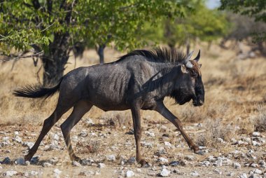 Wildebeest running clipart
