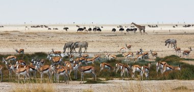 African animals close to a waterhole clipart