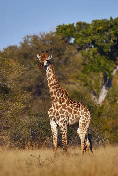 Jovem girafa — Fotografia de Stock