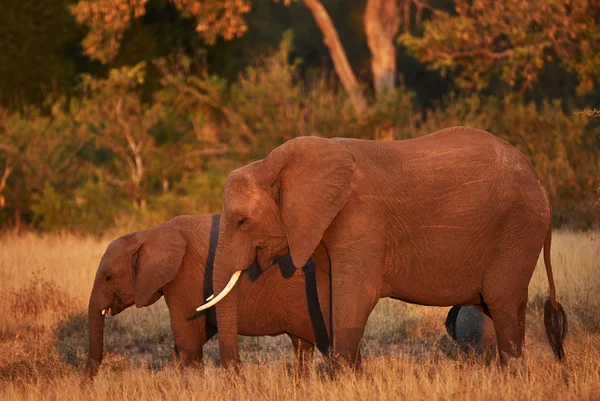 Mom and cub elephant — Stock Photo, Image