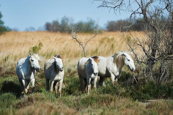 Cavalos de Camargue — Fotografia de Stock