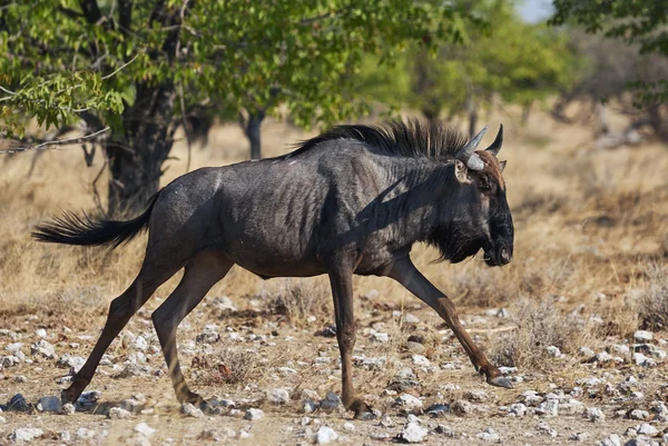 Wildebeest running — Stock Photo, Image