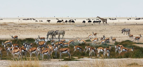 Animaux africains près d'un trou d'eau — Photo