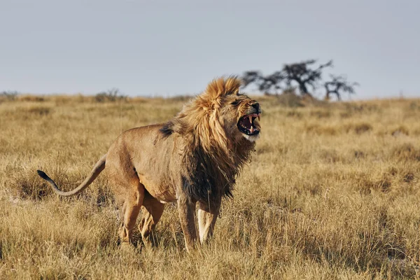 Kükreyen aslan — Stok fotoğraf