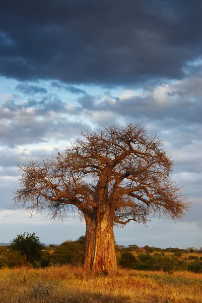 Afrikaanse landschap 2 — Stockfoto